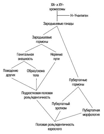 Евгений Ильин - Пол и гендер