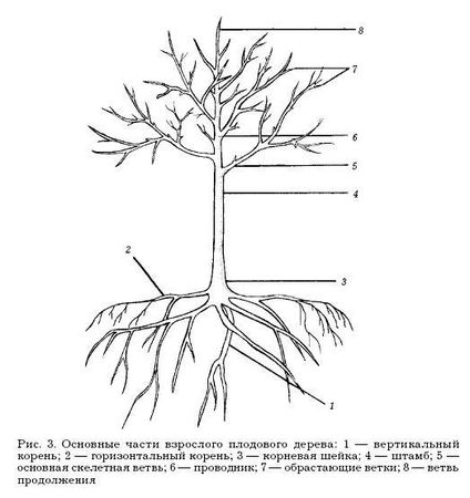 Оксана Петросян - Садовые деревья и кустарники