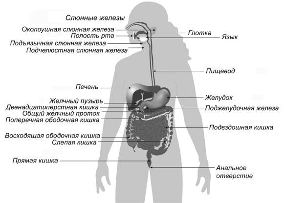 Робб Вулф - Палеодиета - живое питание для здоровья