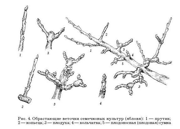 Оксана Петросян - Садовые деревья и кустарники