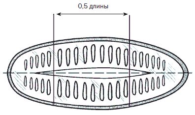 Галина Серикова - Всё о семенах овощных культур