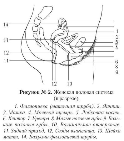 Андрей Курпатов - Ты как-нибудь так... (основы безопасности половой...