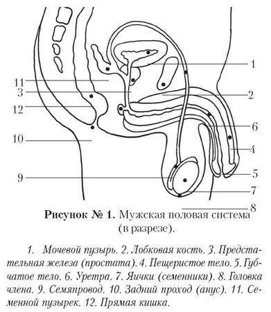 Андрей Курпатов - Ты как-нибудь так... (основы безопасности половой...