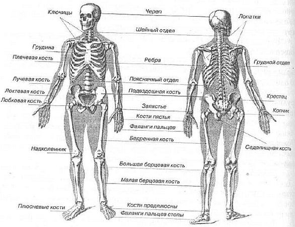 Валерий Момот - Анатомия жизни и смерти. Жизненно важные точки на теле человека