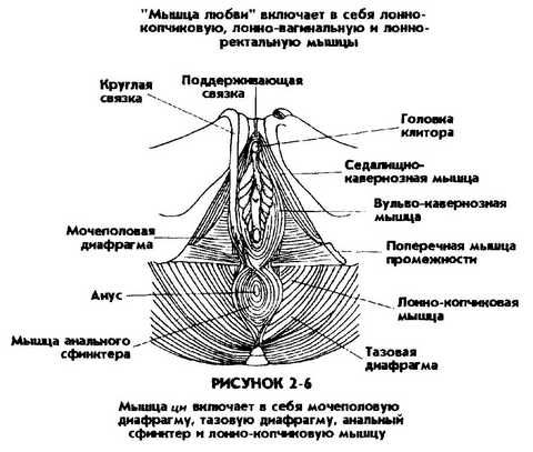 Мантэк Чиа, Мэниван Чиа - Совершенствование женской сексуальной энергии