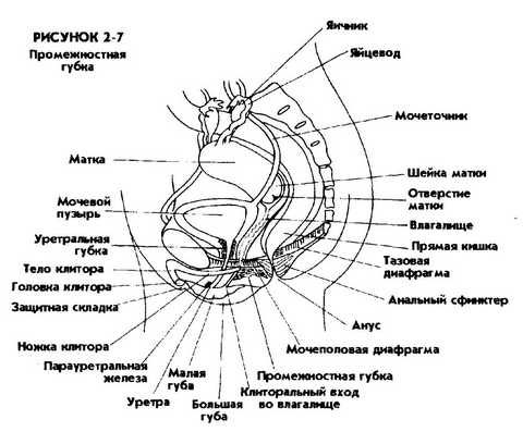 Мантэк Чиа, Мэниван Чиа - Совершенствование женской сексуальной энергии