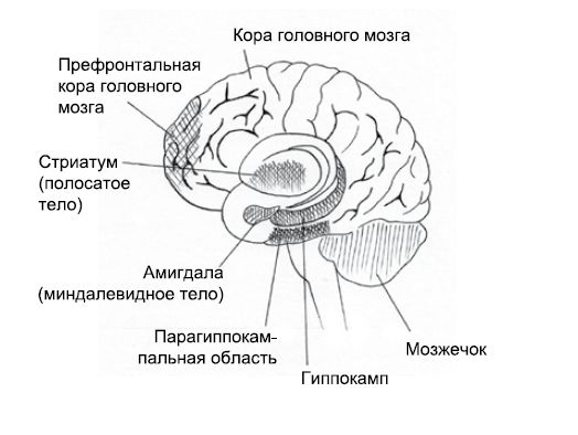 Ричард Дэвидсон, Шерон Бегли - Эмоциональная жизнь мозга