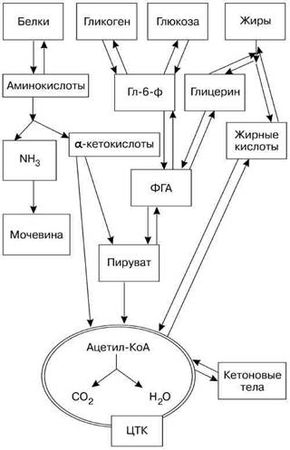 Олег Кулиненков - Фармакологическая помощь спортсмену: коррекция факторов,...