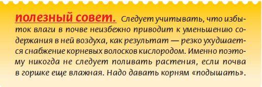 Татьяна Дорошенко - Луковичные растения