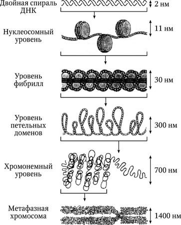 Николай Курчанов - Генетика человека с основами общей генетики. Учебное пособие