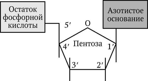 Николай Курчанов - Генетика человека с основами общей генетики. Учебное пособие