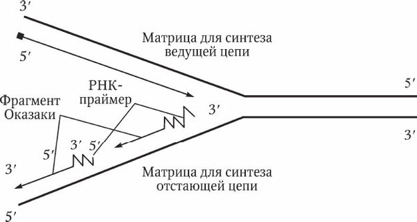 Николай Курчанов - Генетика человека с основами общей генетики. Учебное пособие