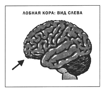 Дэниел Амен - Мозг и душа