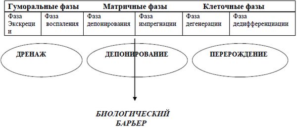 Олег Сыропятов, Наталия Дзеружинская - Гомеопатия и антигомотоксикология в...