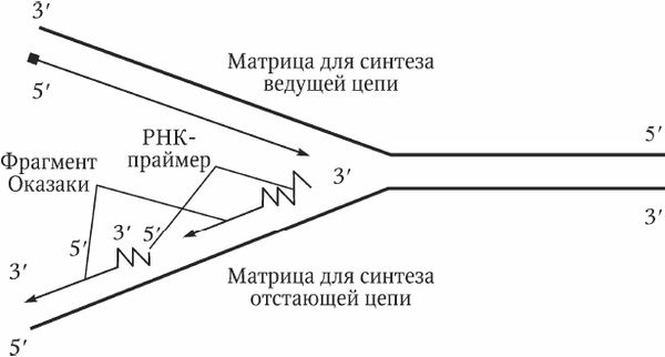 Николай Курчанов - Генетика человека с основами общей генетики. Руководство для...