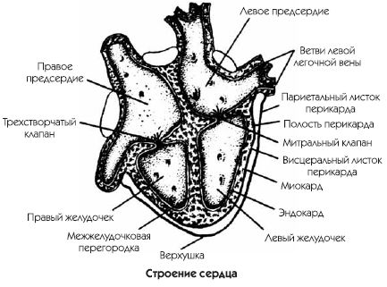 Константин Крулев - Заболевания сердца и сосудов. Профилактика и лечение