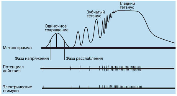 Вячеслав Шляхтов, Руслан Городничев - Физиология силы