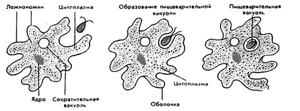 Зияудин Шахмарданов - Животный мир Дагестана