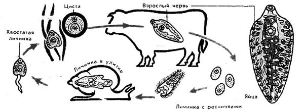 Зияудин Шахмарданов - Животный мир Дагестана