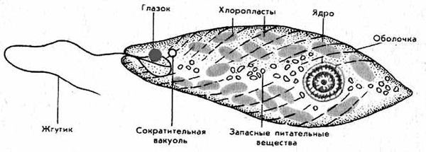 Зияудин Шахмарданов - Животный мир Дагестана