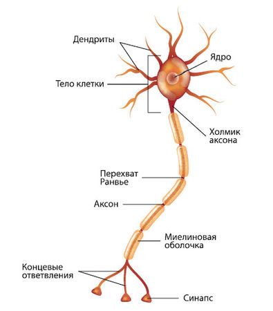 Вячеслав Шляхтов, Руслан Городничев - Физиология силы