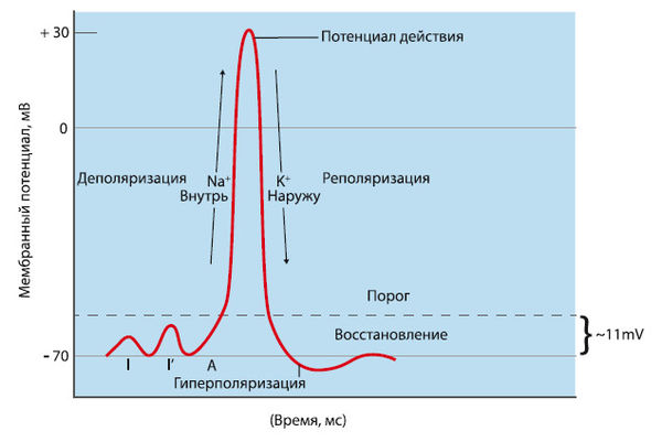 Вячеслав Шляхтов, Руслан Городничев - Физиология силы