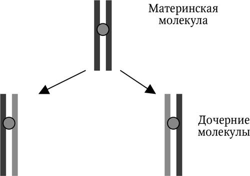 Николай Курчанов - Поведение: эволюционный подход