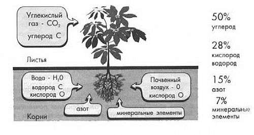 Е. Ляшенко - Сад без химии. Агротехника природного земледелия в Черноземье