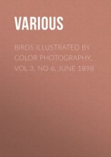 читать Birds Illustrated by Color Photography, Vol 3. No 6, June 1898