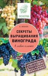 читать Секреты выращивания винограда в любом климате. Проверенные способы формировки винограда